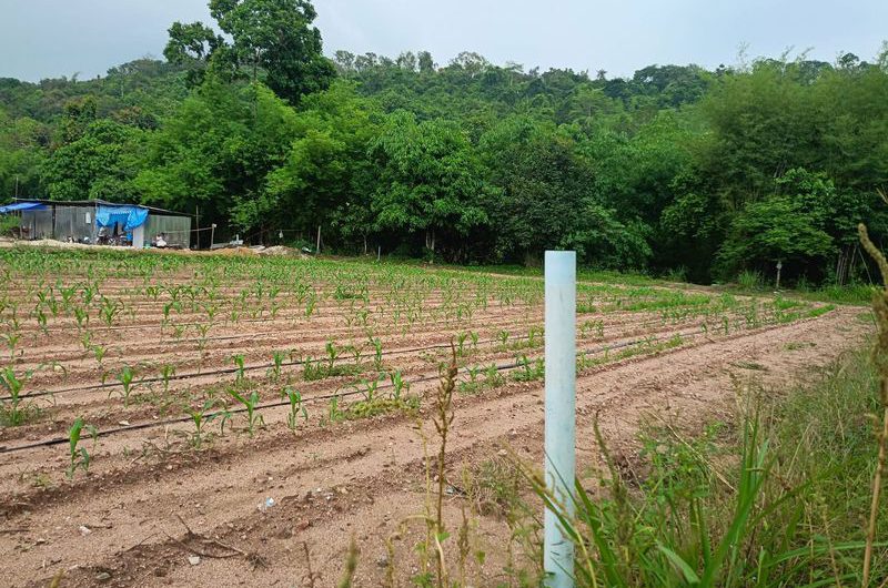 Land for sale next to a mountain, beautiful plot, excellent atmosphere, Bowin area, Sriracha, Chonburi.