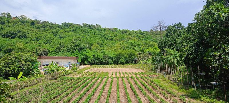 Land for sale next to a mountain, beautiful plot, excellent atmosphere, Bowin area, Sriracha, Chonburi.