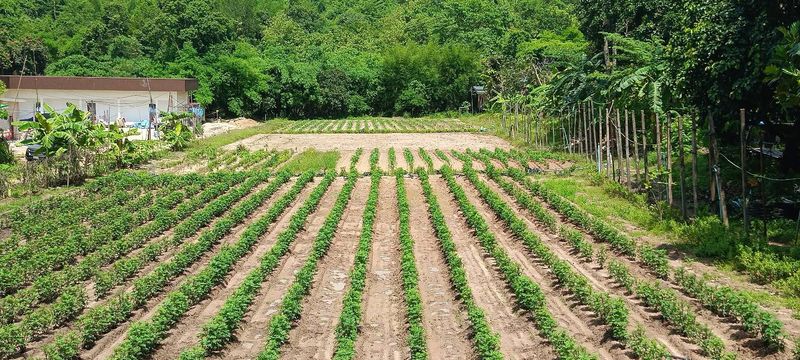 Land for sale next to a mountain, beautiful plot, excellent atmosphere, Bowin area, Sriracha, Chonburi.