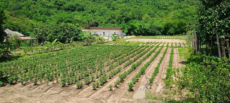 Land for sale next to a mountain, beautiful plot, excellent atmosphere, Bowin area, Sriracha, Chonburi.