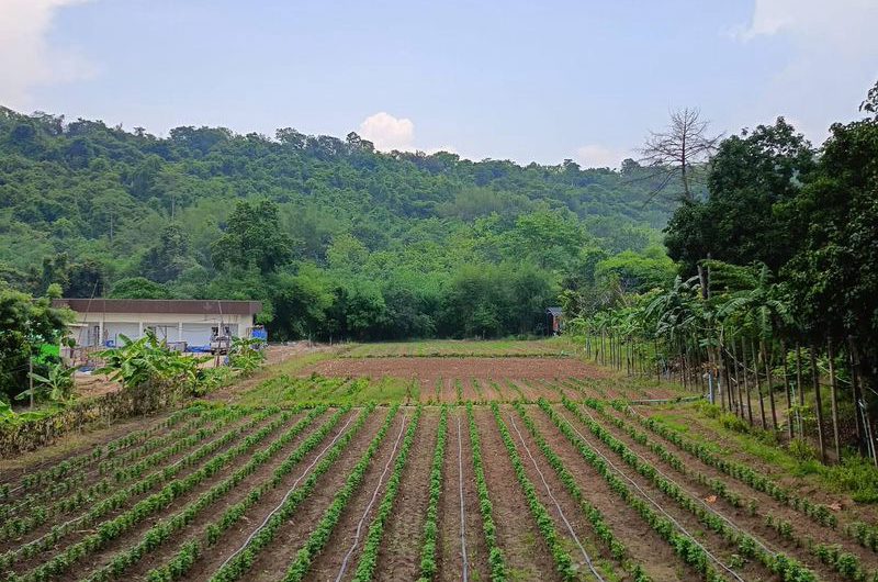 Land for sale next to a mountain, beautiful plot, excellent atmosphere, Bowin area, Sriracha, Chonburi.