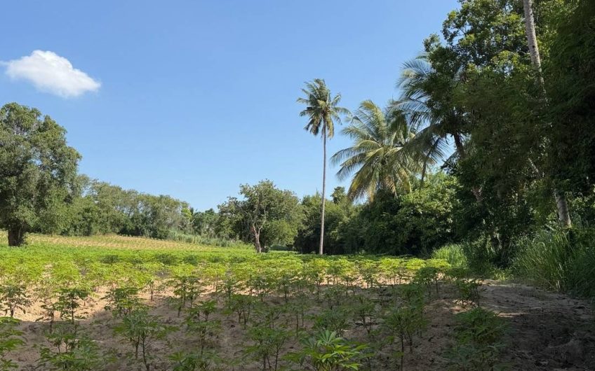 ขายที่ดินศรีราชา หนองขาม ใกล้ถนน 331 ทำเลศักยภาพ รองรับการเติบโต