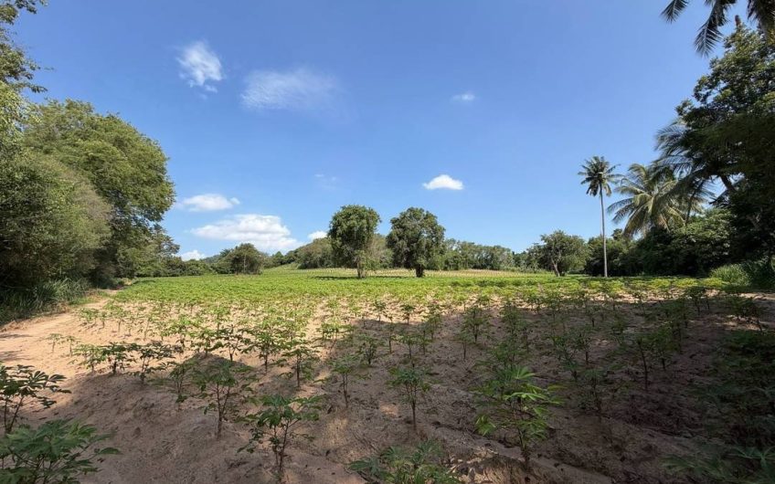 ขายที่ดินศรีราชา หนองขาม ใกล้ถนน 331 ทำเลศักยภาพ รองรับการเติบโต