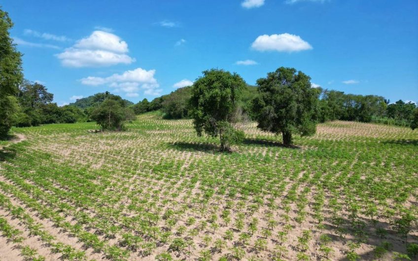 ขายที่ดินศรีราชา หนองขาม ใกล้ถนน 331 ทำเลศักยภาพ รองรับการเติบโต